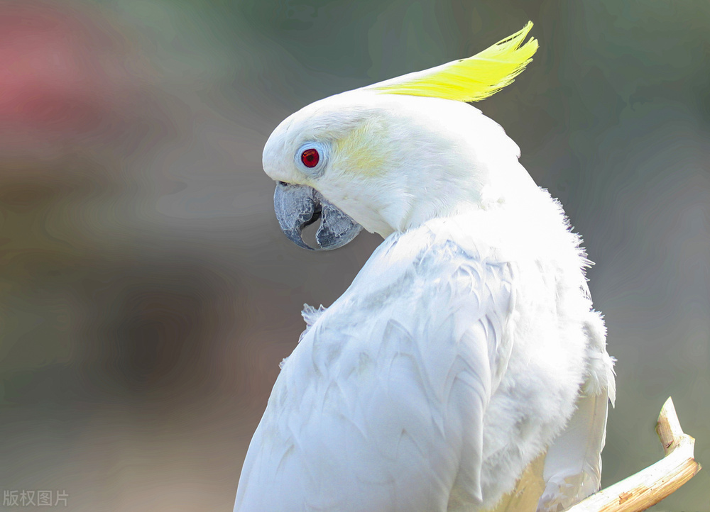鹦鹉脖子上掉毛是什么原因引起,虎皮鹦鹉眼睛周围掉毛怎么回事