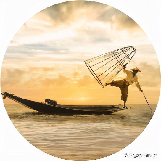 为什么要用冬棚养殖对虾,水产养殖棚虾水色浓绿怎样处理