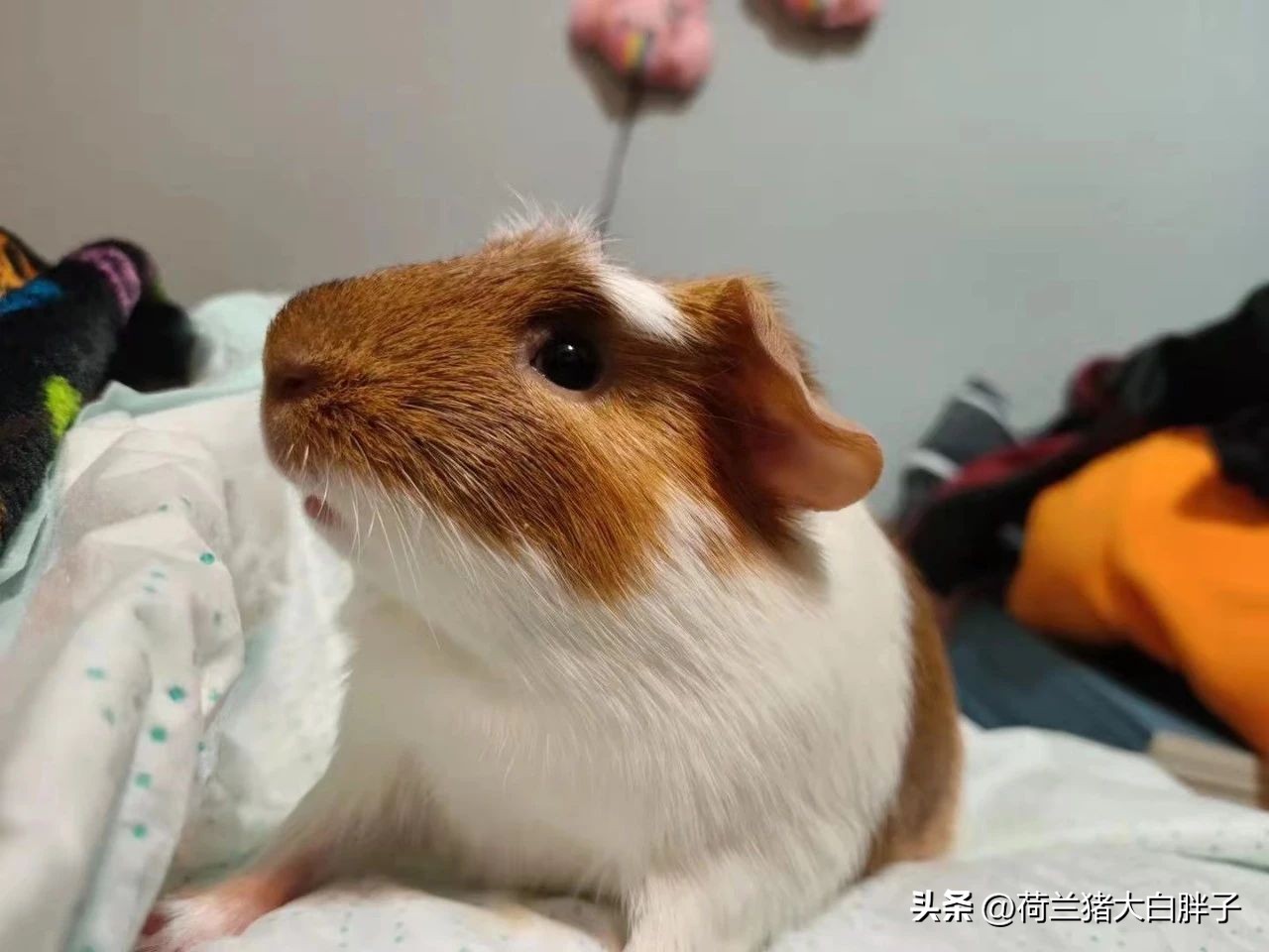 荷兰猪误食土豆,荷兰猪误食纸巾怎么办