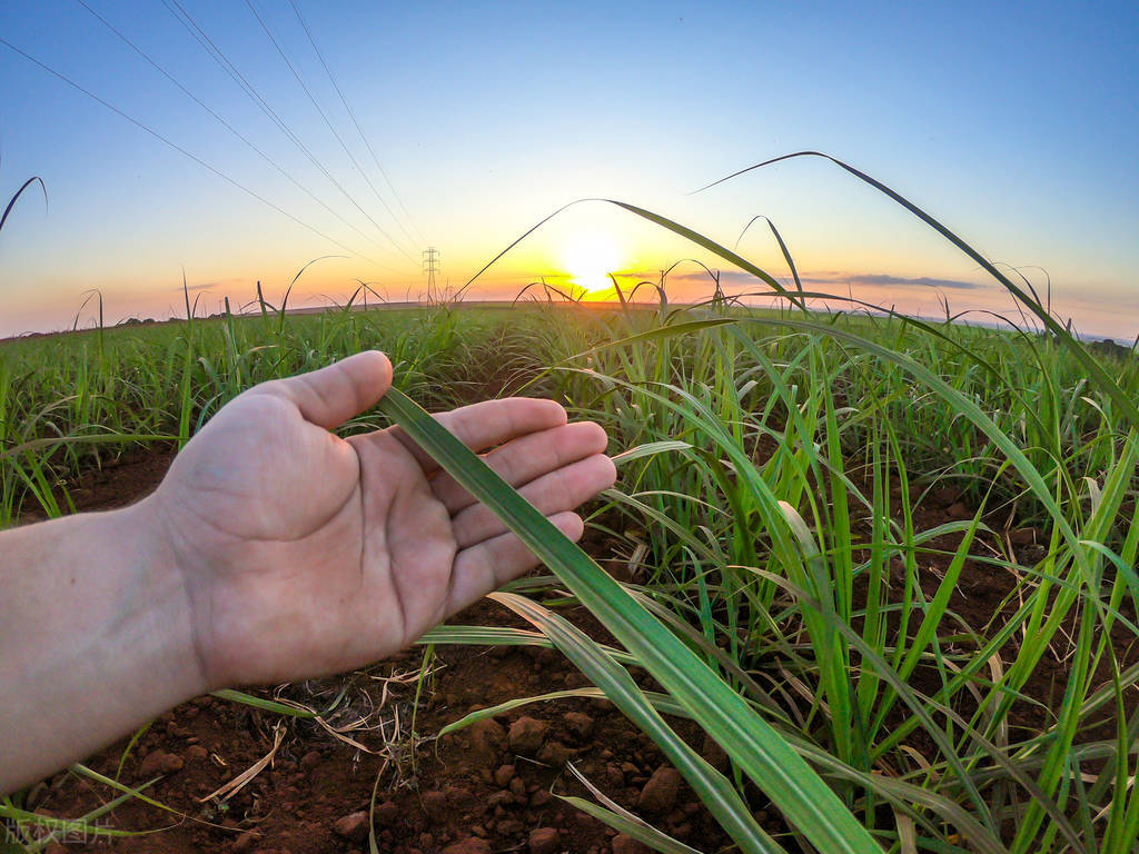 舌尖上的甜蜜史，广西的甘蔗产业有多强？