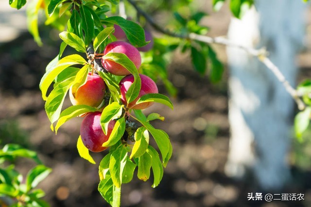 李子树下埋死人是因为李子好吃吗,李子树下埋死人的解释