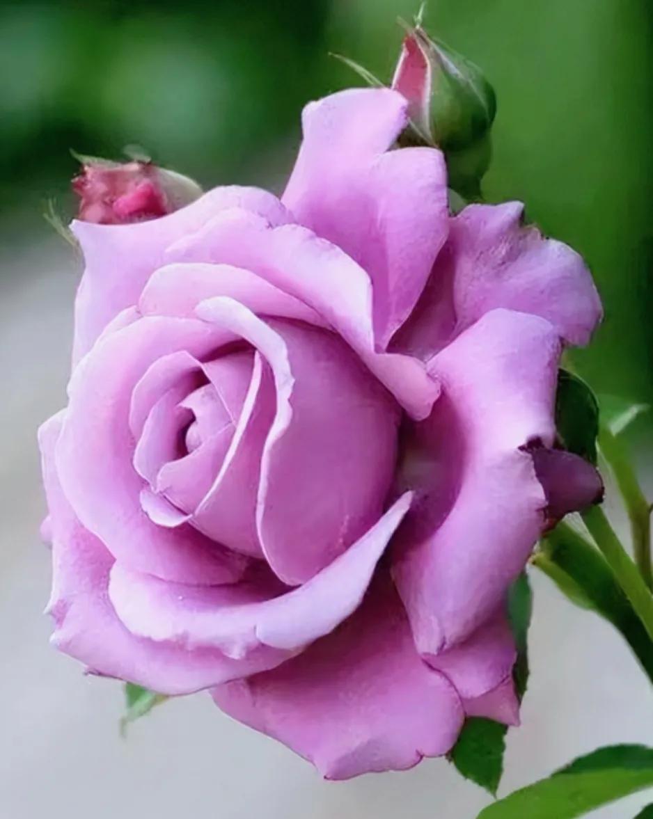 失眠吃中药能睡药一停又会失眠吗,失眠吃中药副作用大吗