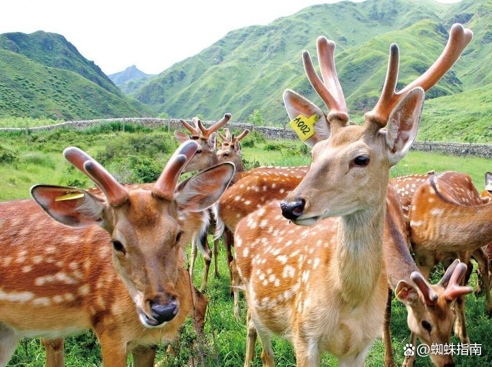 地理标志保护产品名单,中国地理标志产品名单查询官网