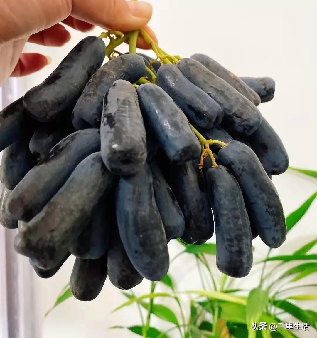 金手指葡萄提子,金手指蓝宝石葡萄无籽提子