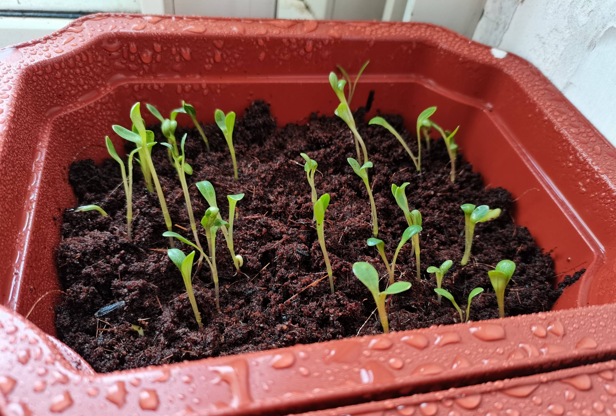 养花播种,养花小知识室内盆栽种植小技巧