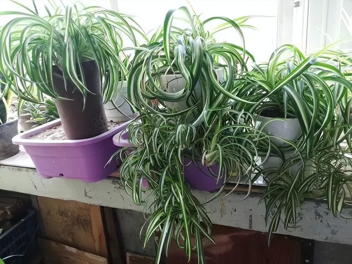 吸甲醛超强的十五种植物,新房如何种植去甲醛植物