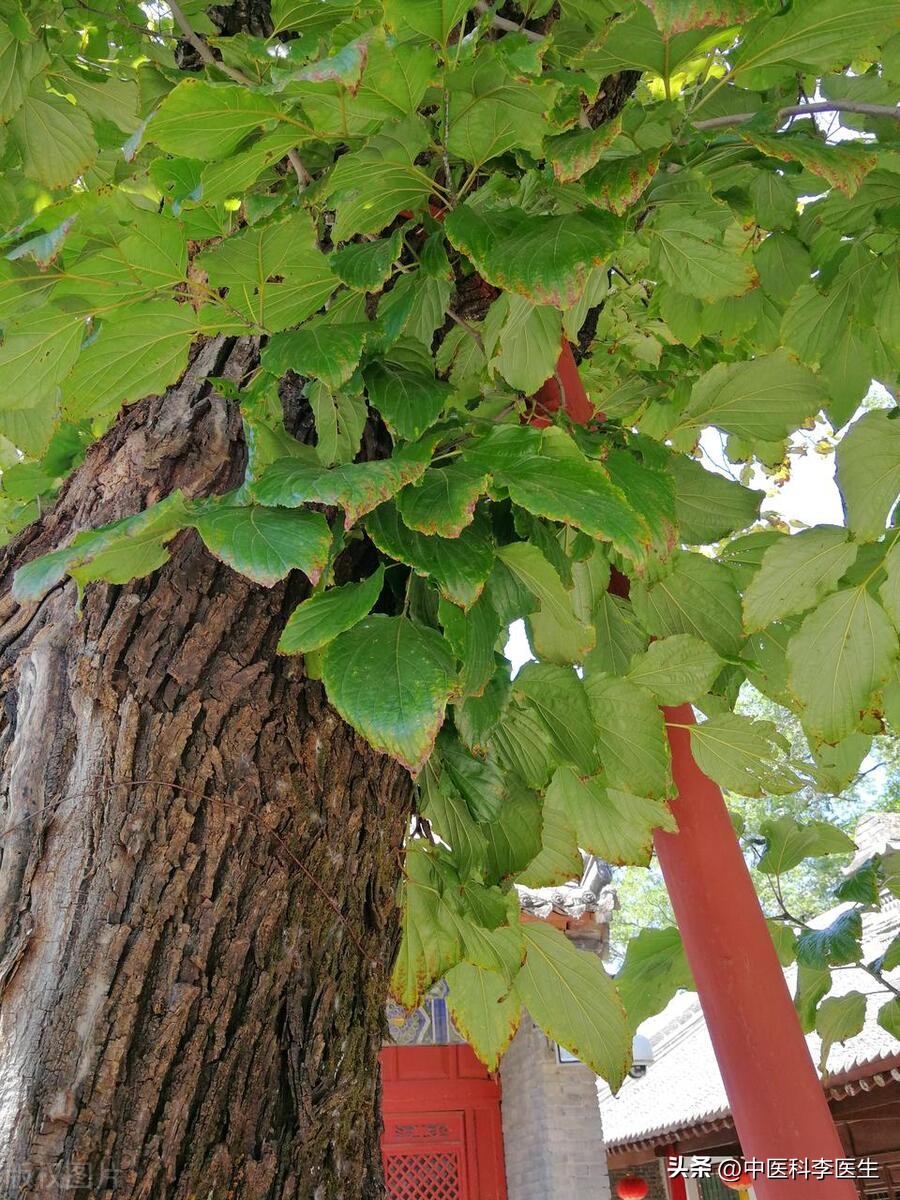 降血压、止咳嗽、防抽筋、治手抖,讲一个中药“扫地僧”—拐枣