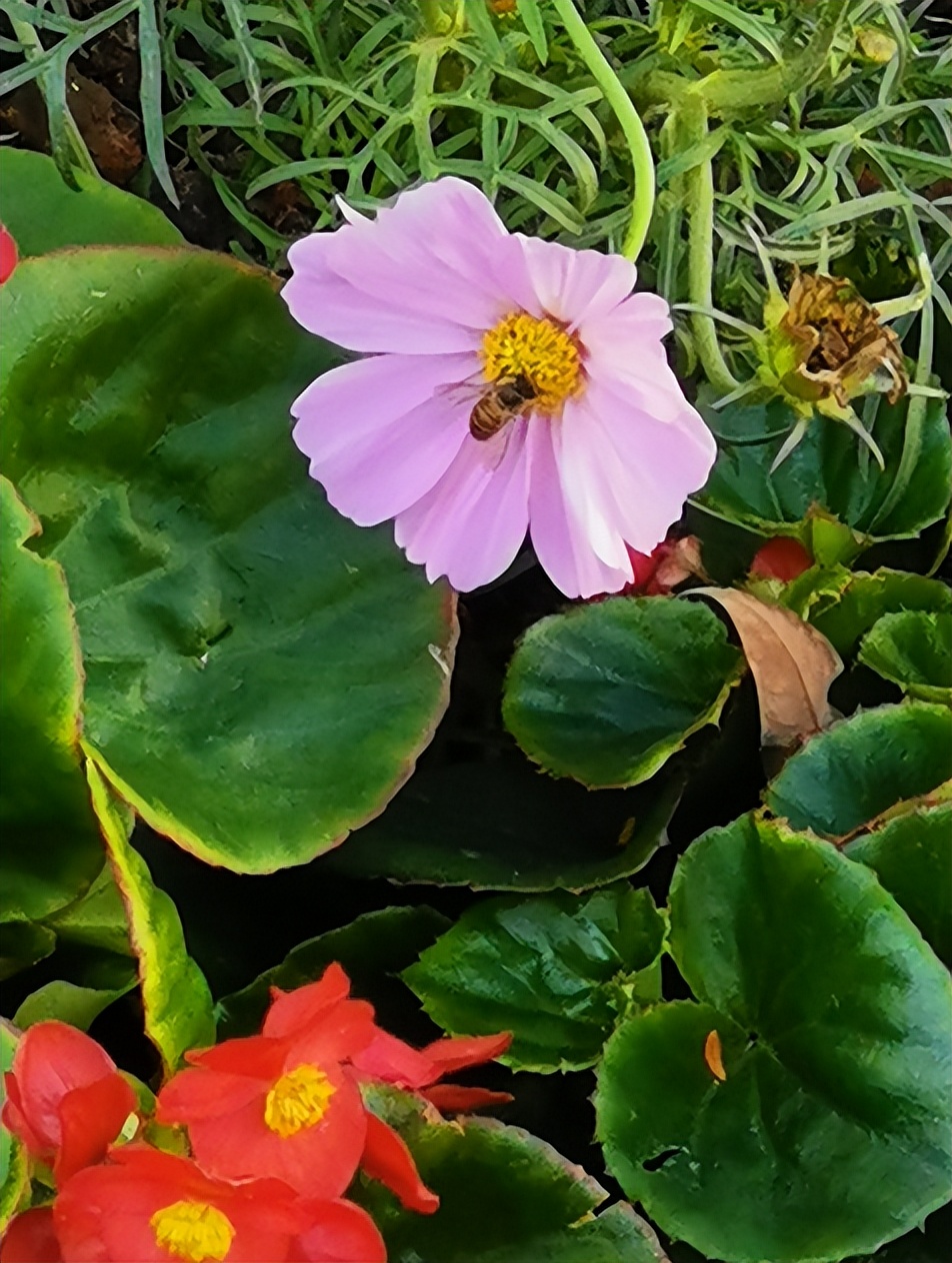 刘柏荣|豪*欲情**把春留住：花困东君酒点唇（原创诗词十首）