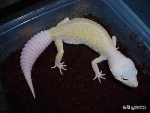 豹纹守宫有什么危害,豹纹守宫快死的表现