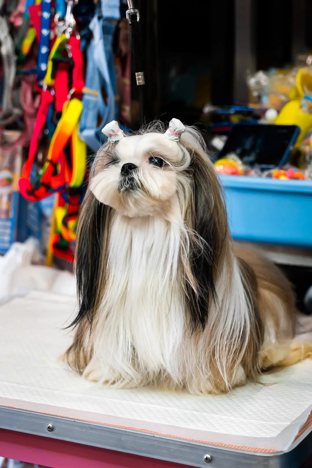 深圳探访宠物店,深圳最好的宠物街