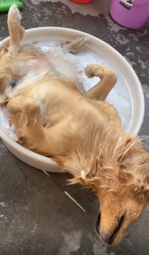 网红金毛coco到底是得了什么病,金毛coco离世原视频