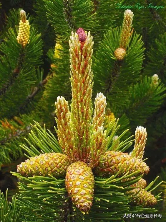 最漂亮的松树开花图片,哪种松树开花好看
