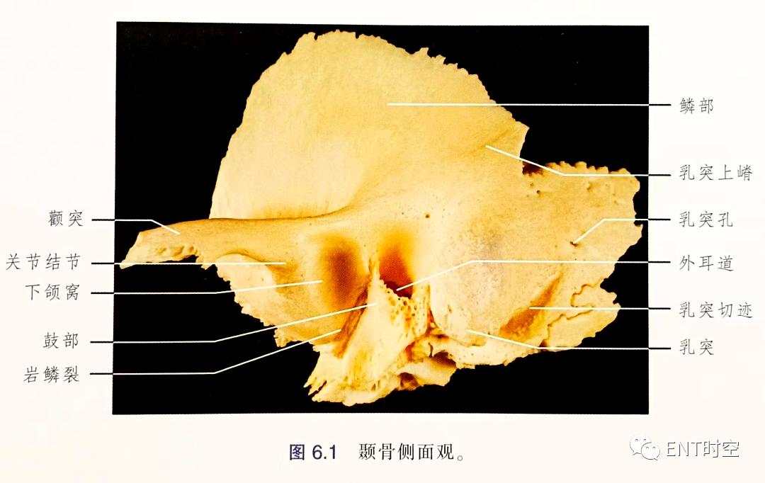 耳部解剖结构和生理功能,耳部解剖笔记