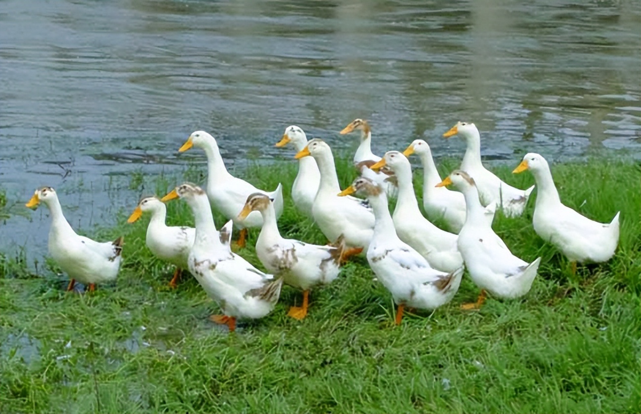 鸭子能养着玩吗,鸭子可以养在鱼缸里吗