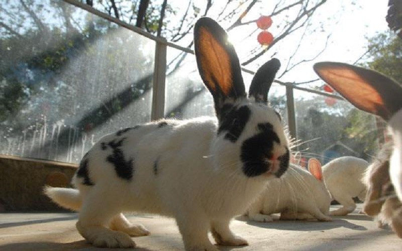 为什么出现兔子病毒,兔子病毒是真的吗