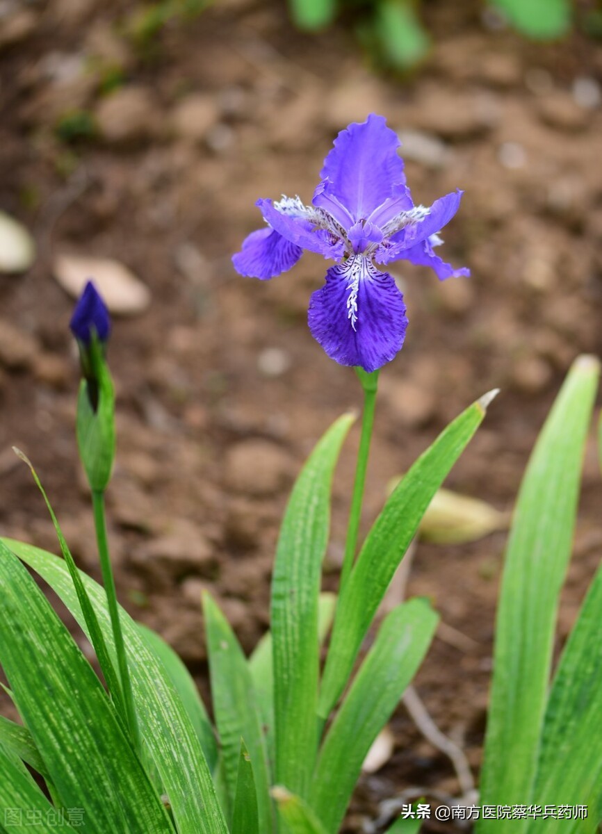 止咳化痰的一种花,止咳化痰的黄色花