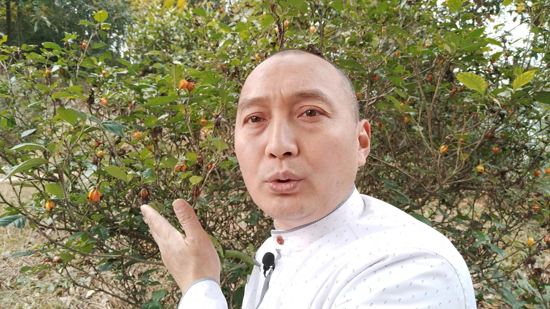 栀子能和什么一起泡,栀子可以每天泡水喝吗