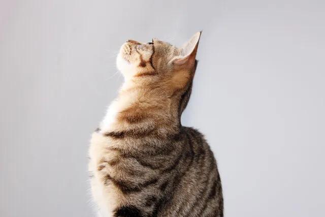 铲屎官看猫咪撒狗粮,各大铲屎官推荐的猫粮