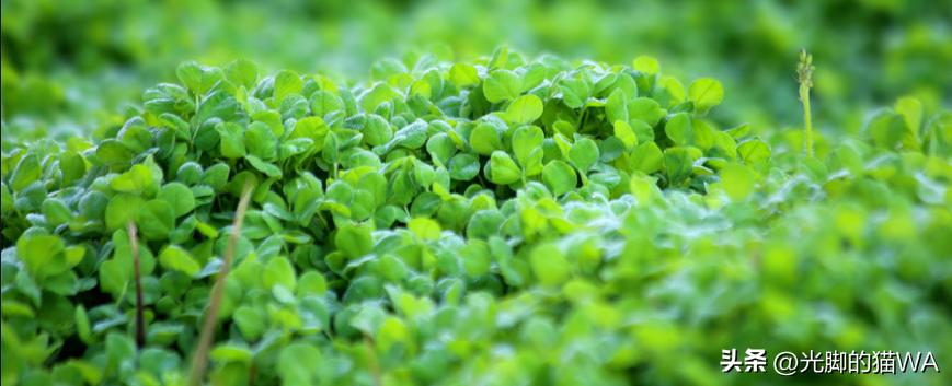 描写秋天的小草五言诗句,描写小草一年四季变化的诗句