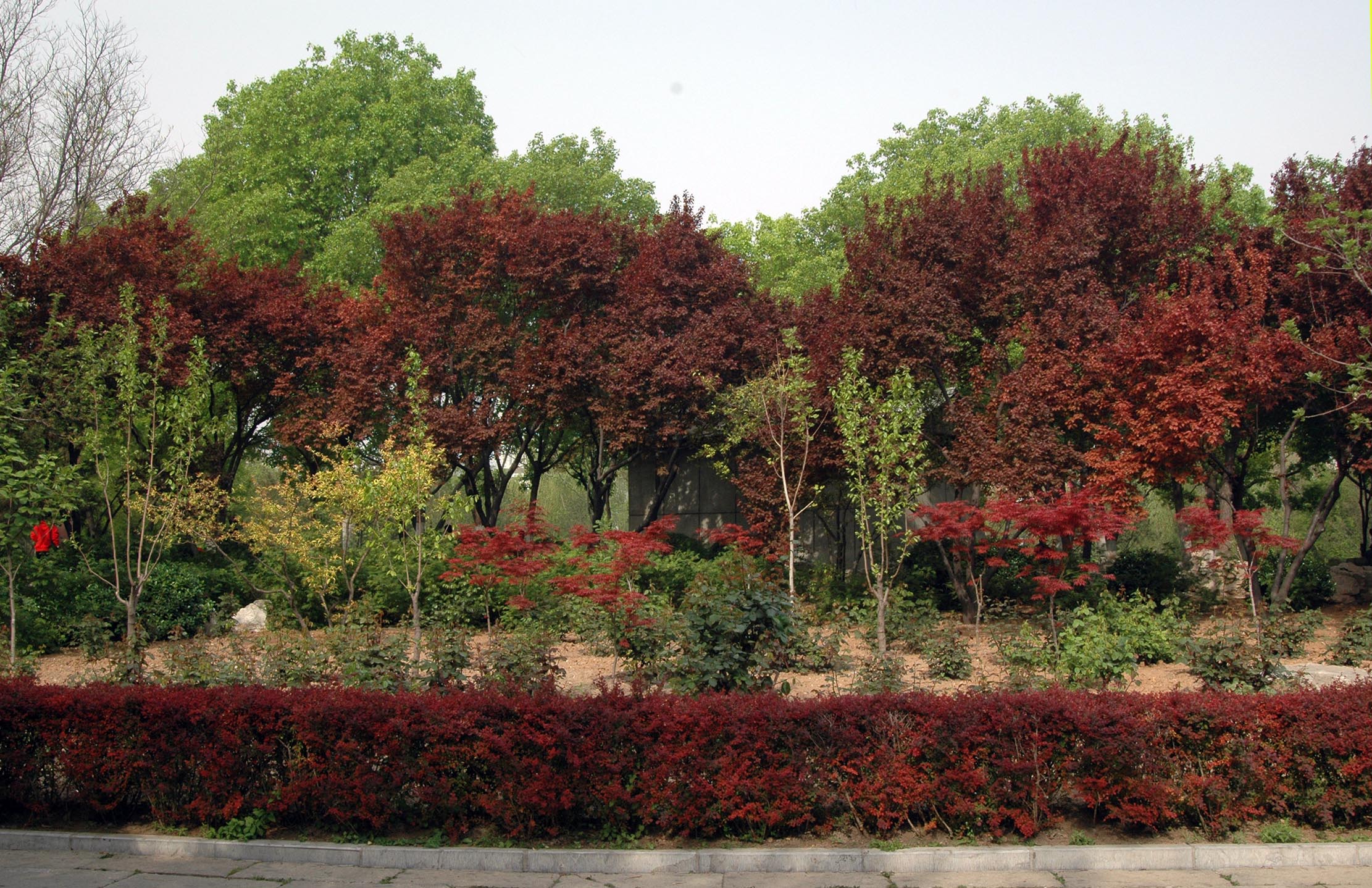 红叶李生长快么,红叶李生长高度