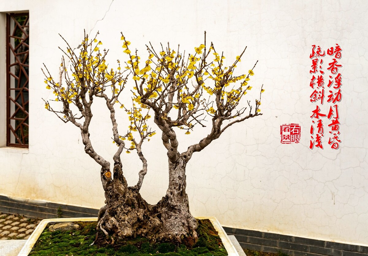 蜡梅还是腊梅小学三年级,蜡梅还是腊梅这些语文常识别弄错