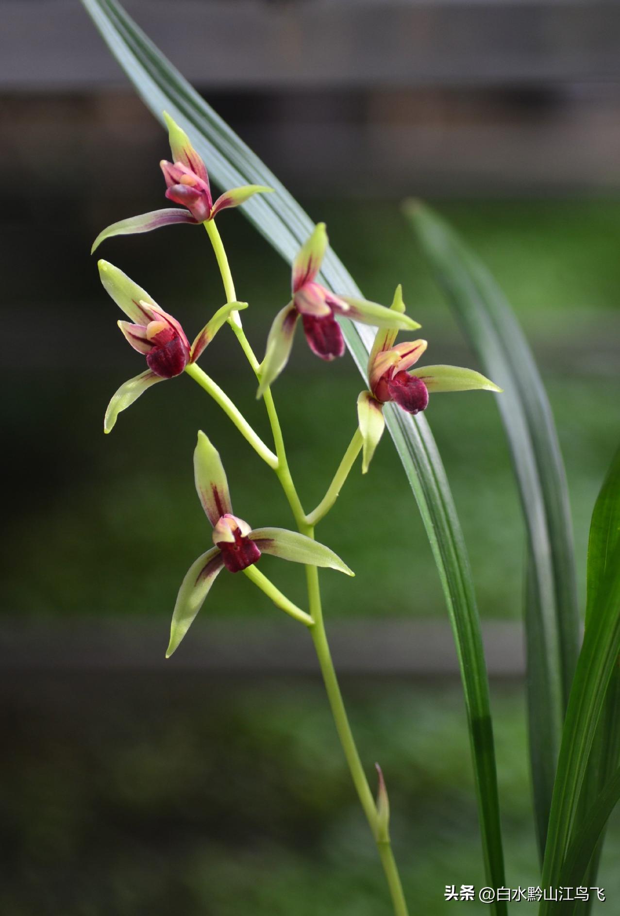 教你速学兰花,兰花高人指点讲解