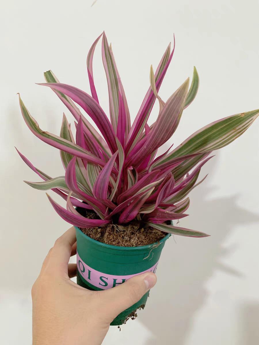 客厅好看的观赏花,小清新唯美油画花