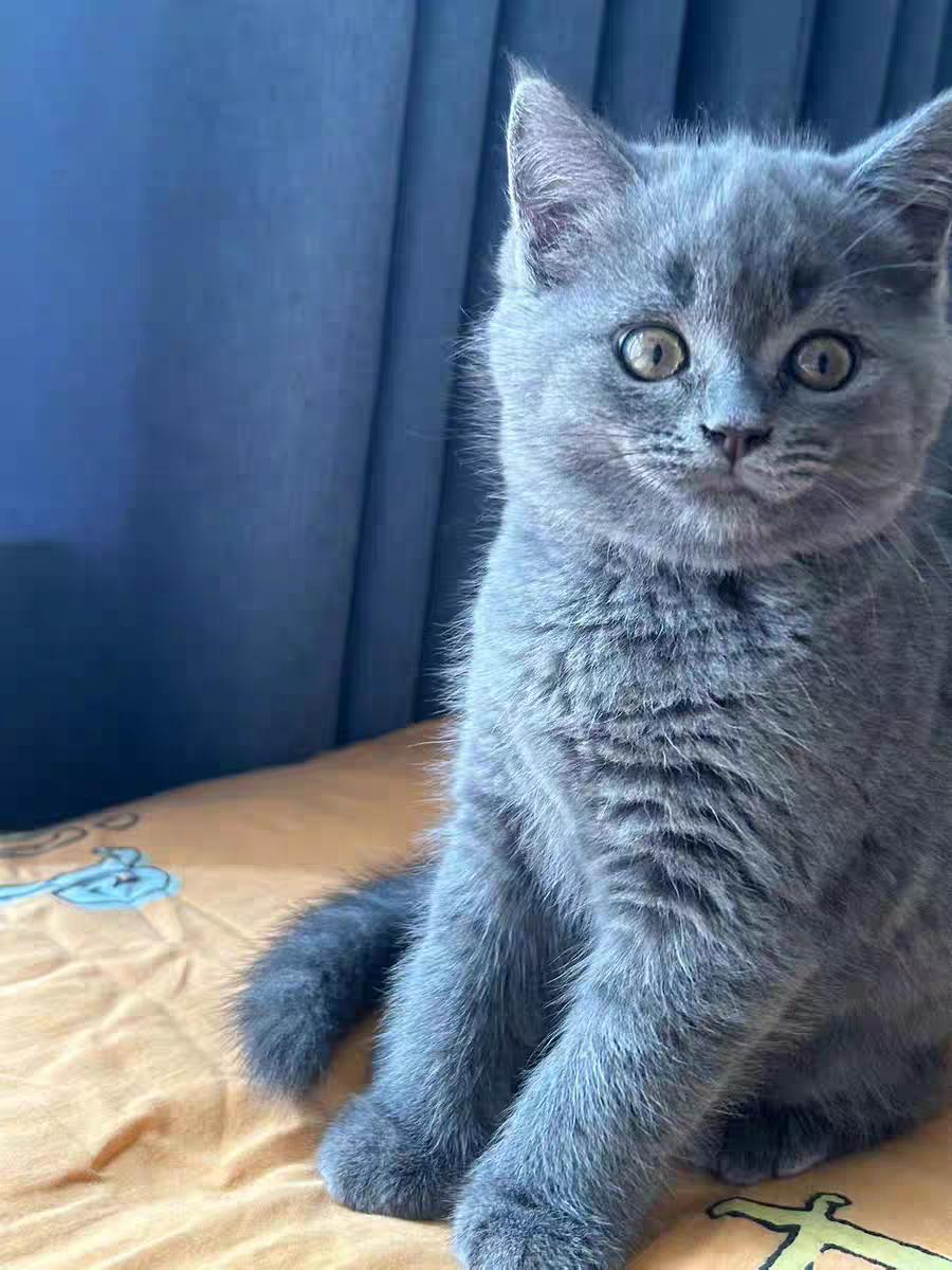 妈咪爱能帮助猫咪调理肠胃吗,猫咪吃什么可以调理肠胃