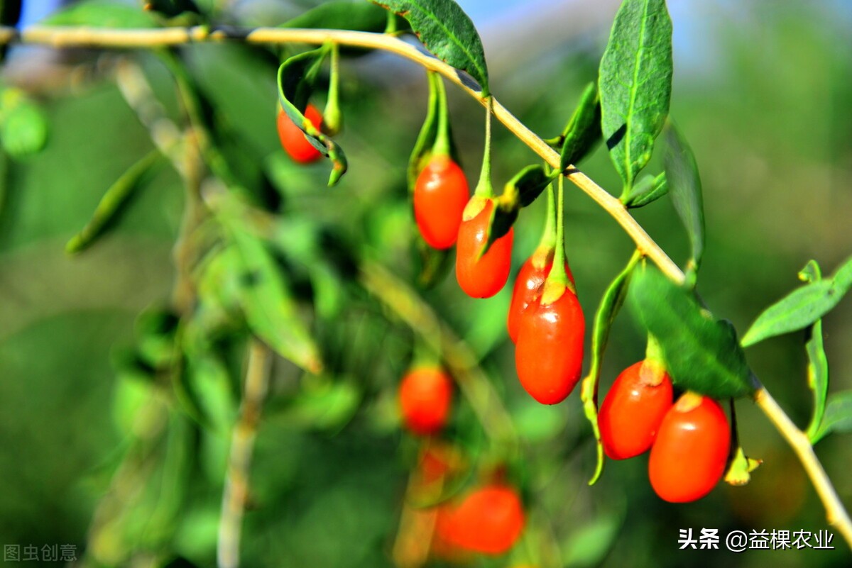 内蒙古荒山适合种植什么药材,荒山种植什么前景好