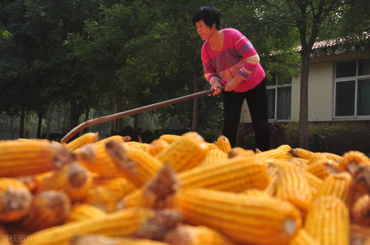 12月1日国内各地玉米价格发布