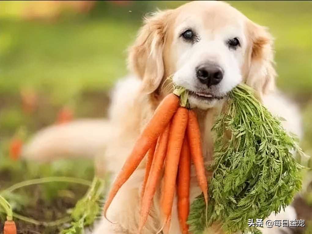 关于狗狗绝育的那些事儿：母狗绝育后还会来月经吗？