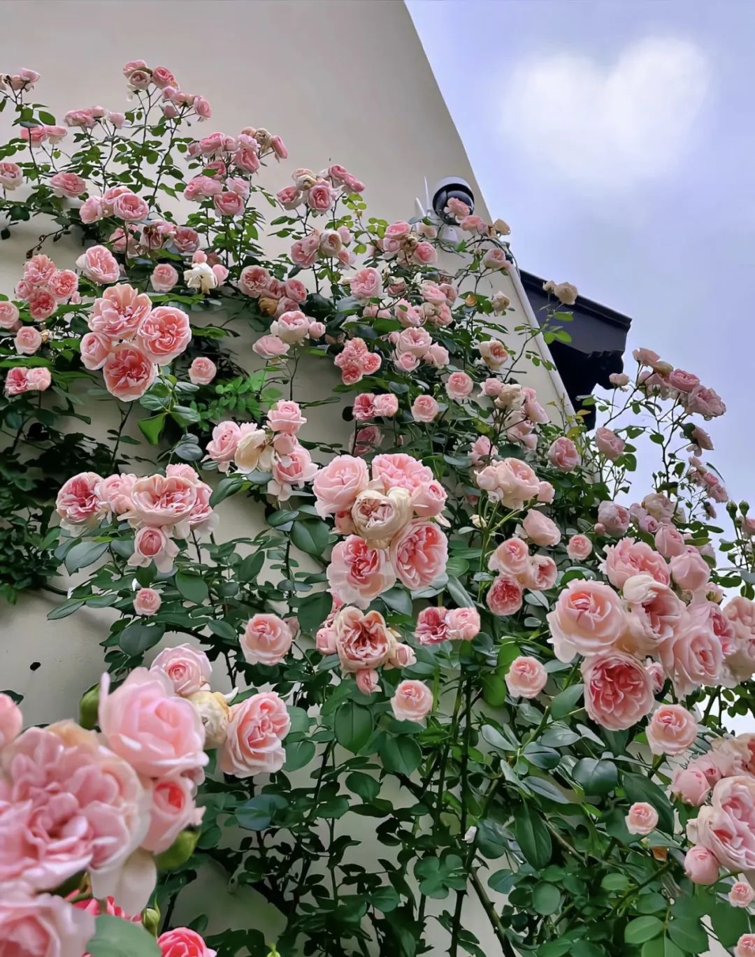 这5种花就喜欢水,5种花夏季缺水