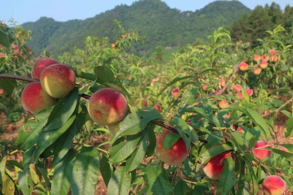 果园防鸟最好方法,果园防鸟出绝招