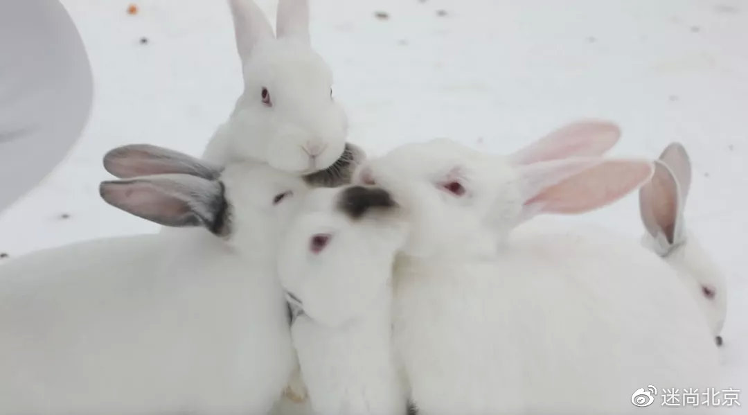 公园雪中浪漫,公园冰雪游乐场