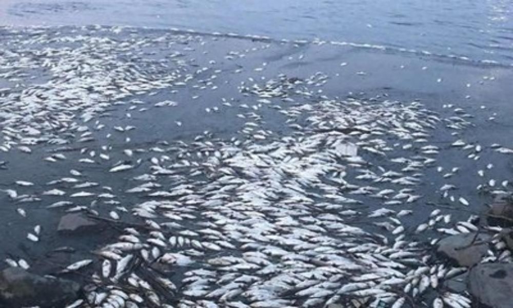 日本核污水排放已超100吨,日本核污水排放造成大量死鱼