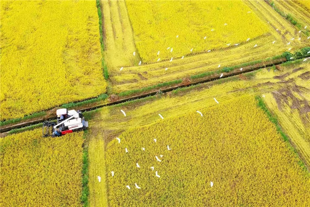 秋分节气农民在农事上有什么安排,二十四节气农事谚语秋分