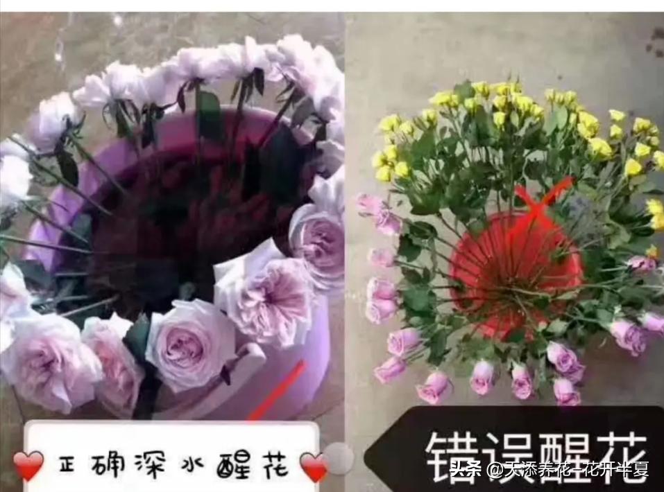 牡丹鲜切花怎么醒花,芍药鲜切花怎么醒花