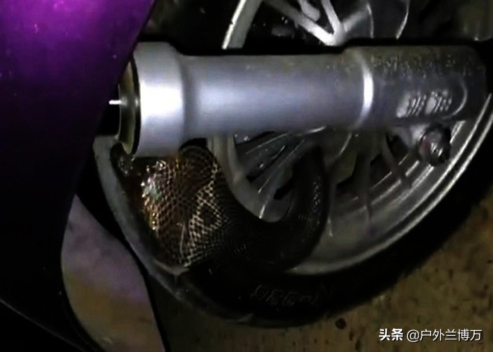 钻竿包、摩托车、汽车！蛇，为何“独爱”钓鱼人？