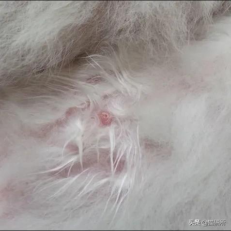 你见过猫咪吞口水吗,猫咪有肚脐眼吗