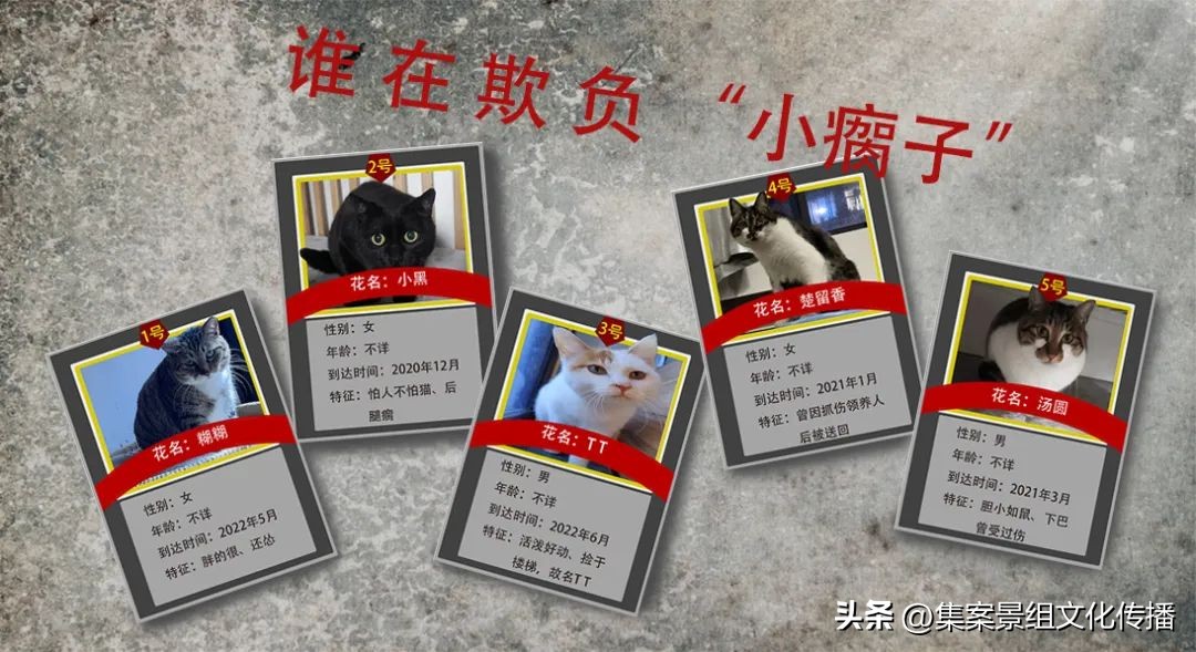 找到那只猫 (睡不着的坏猫)