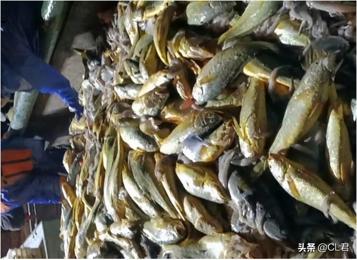 渔民捕获8.7斤大黄鱼多少钱,渔民一网捕捞近5000斤野生大黄鱼