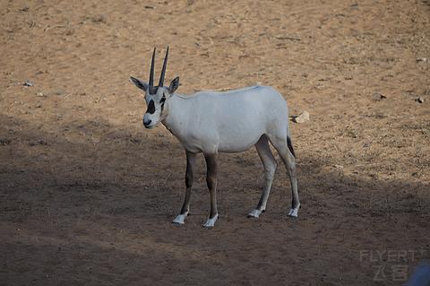 阿联酋丽思卡尔顿,阿联酋野奢帐篷