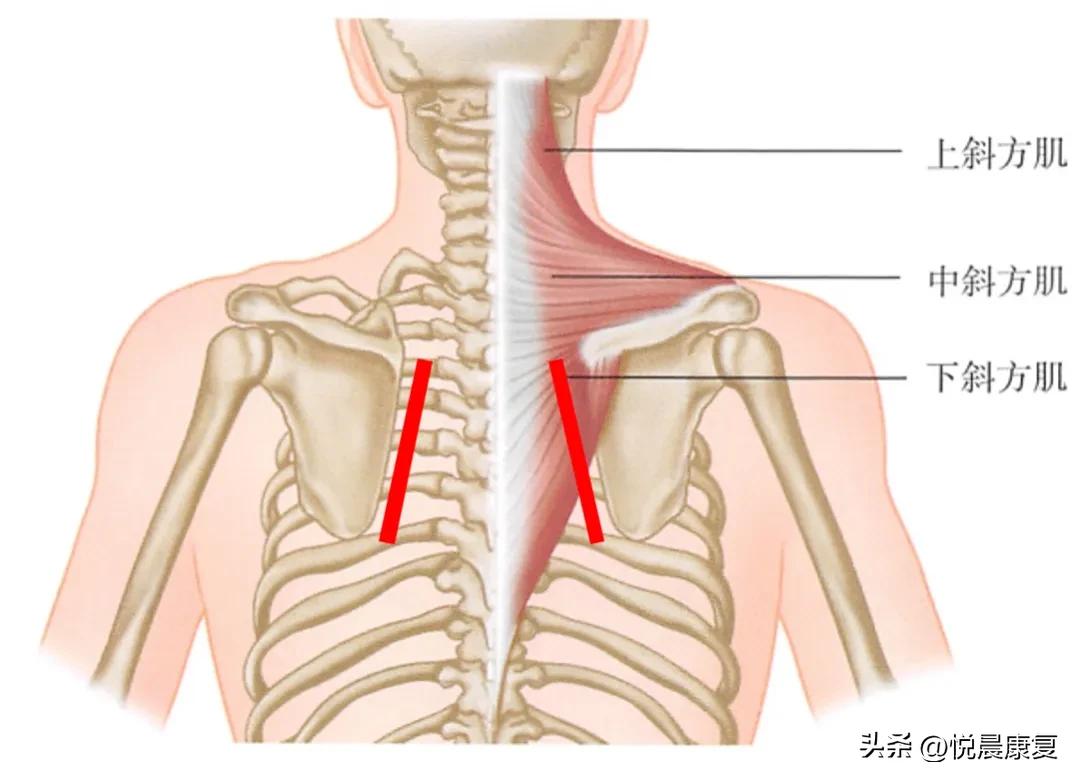 副神经的解剖功能,副神经解剖