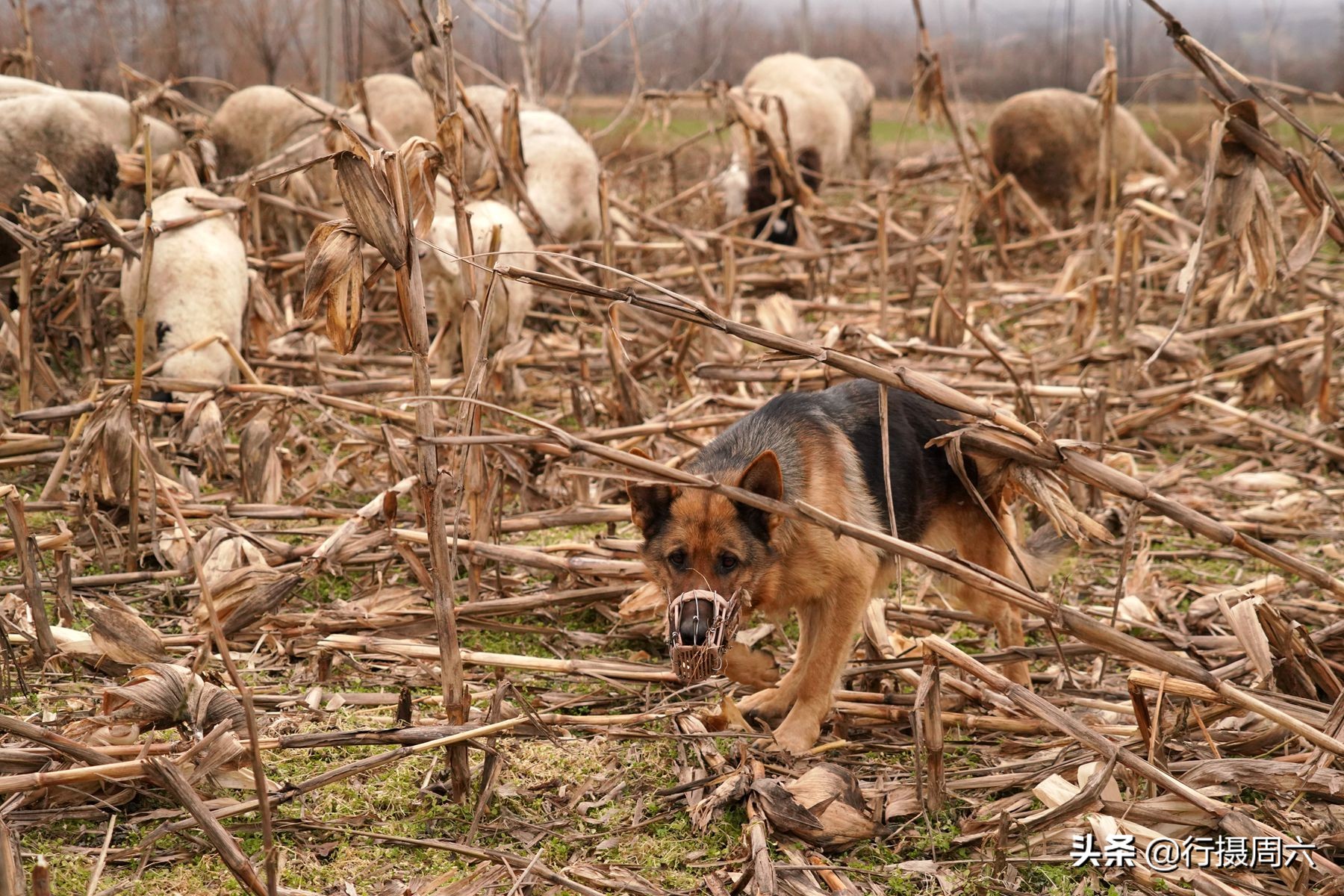 狼犬咬死牧羊犬,狼犬一年后开始反击