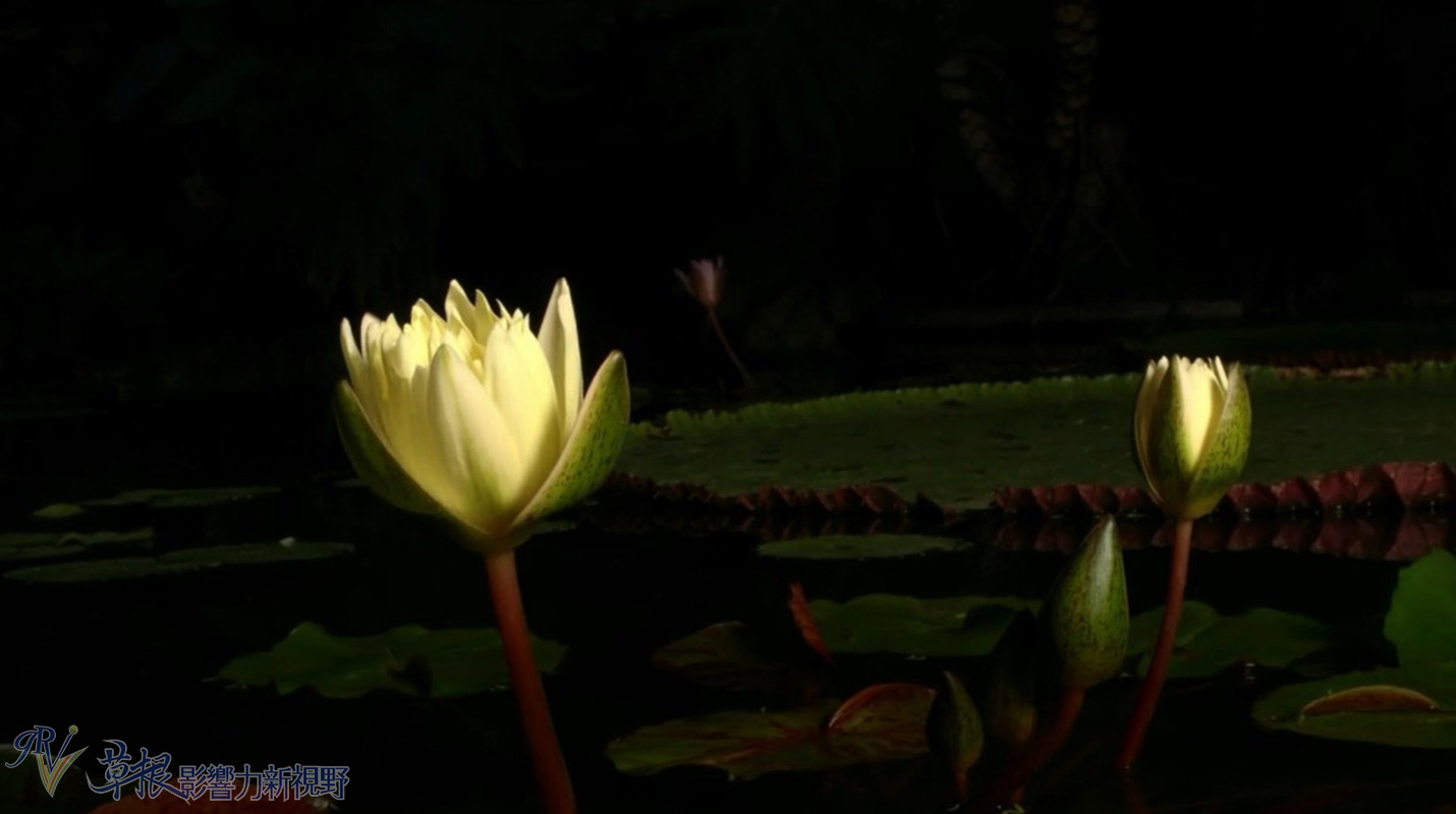 植物比动物厉害,动植物的繁衍方式
