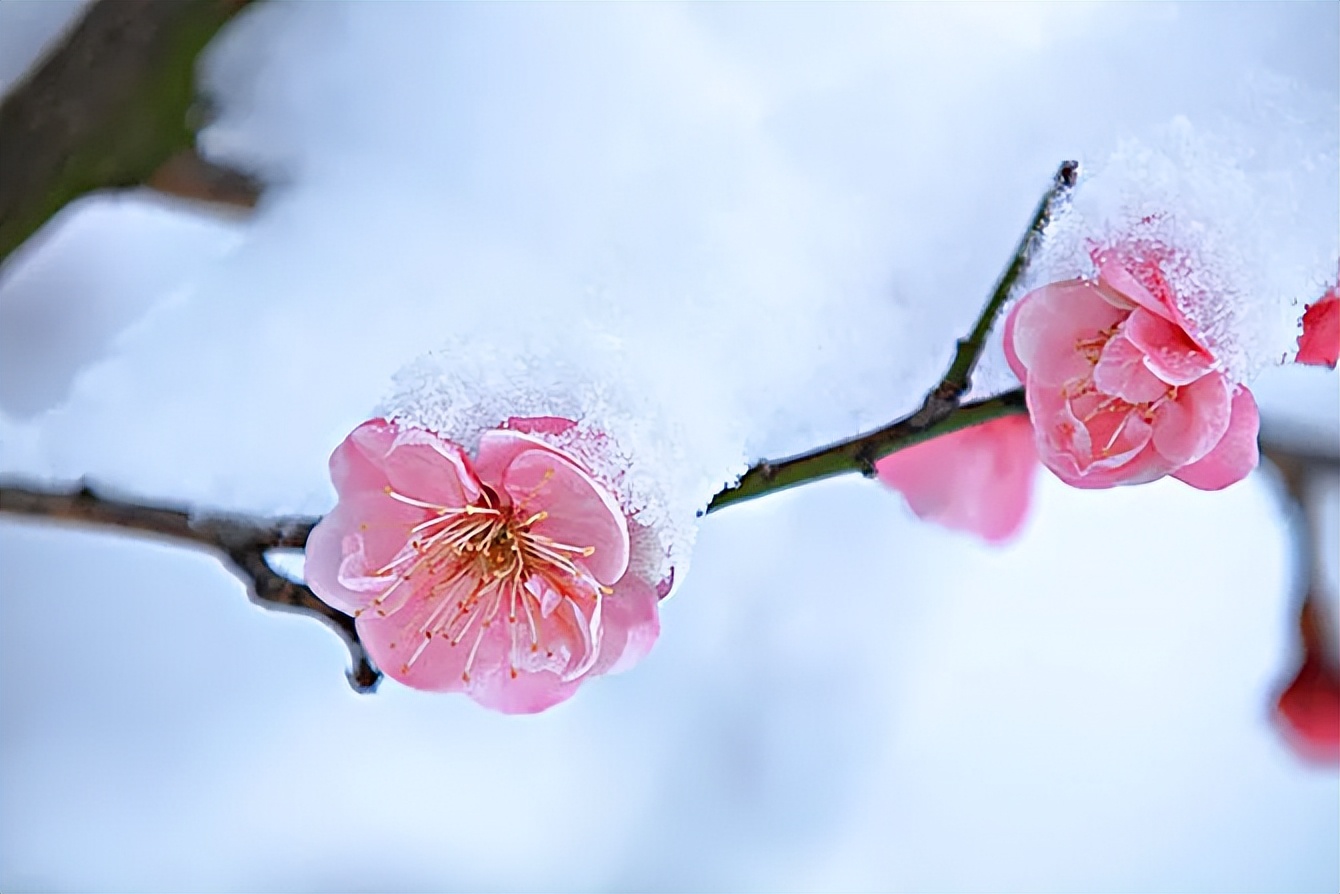 明妃二首其二王安石,王安石古诗十五翻译及原文