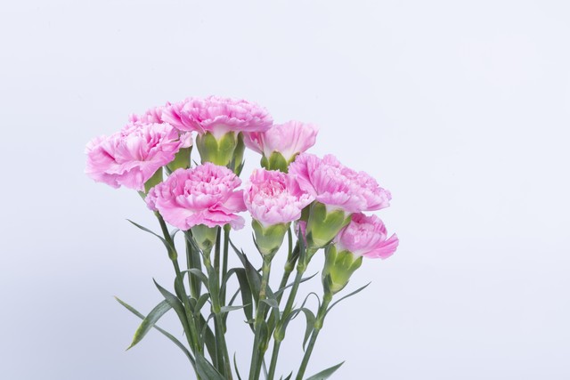 十二星座有两个守护星的星座,十二星座守护星和幸运花