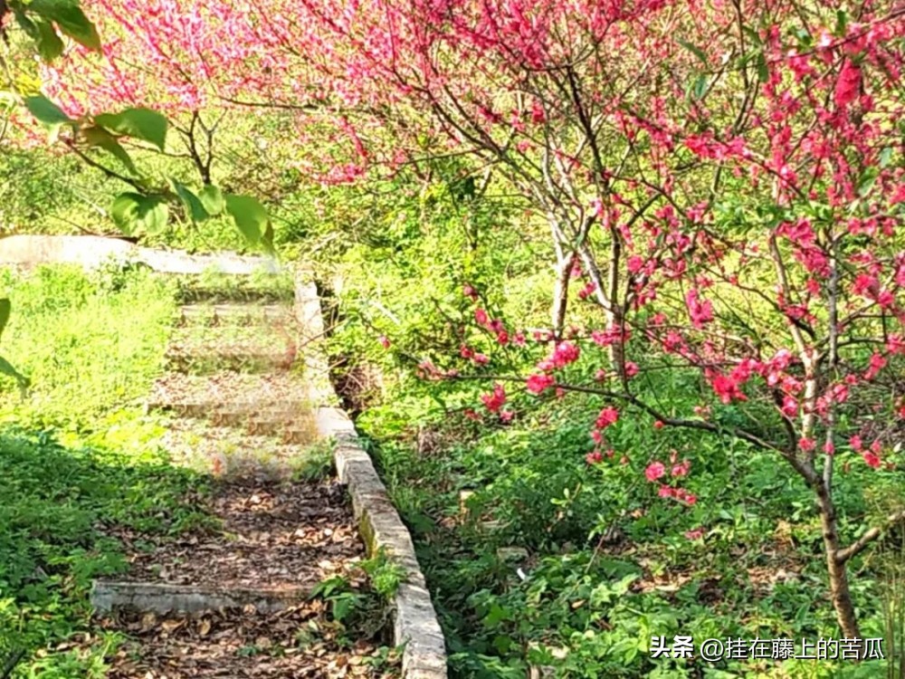 木洞桃花岛工程,木洞桃花岛攻略