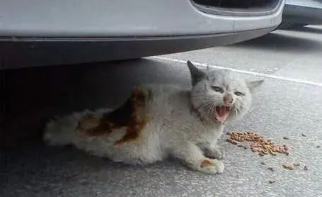 猫咪最长寿命可活多少年,猫咪寿命一般能活多少年