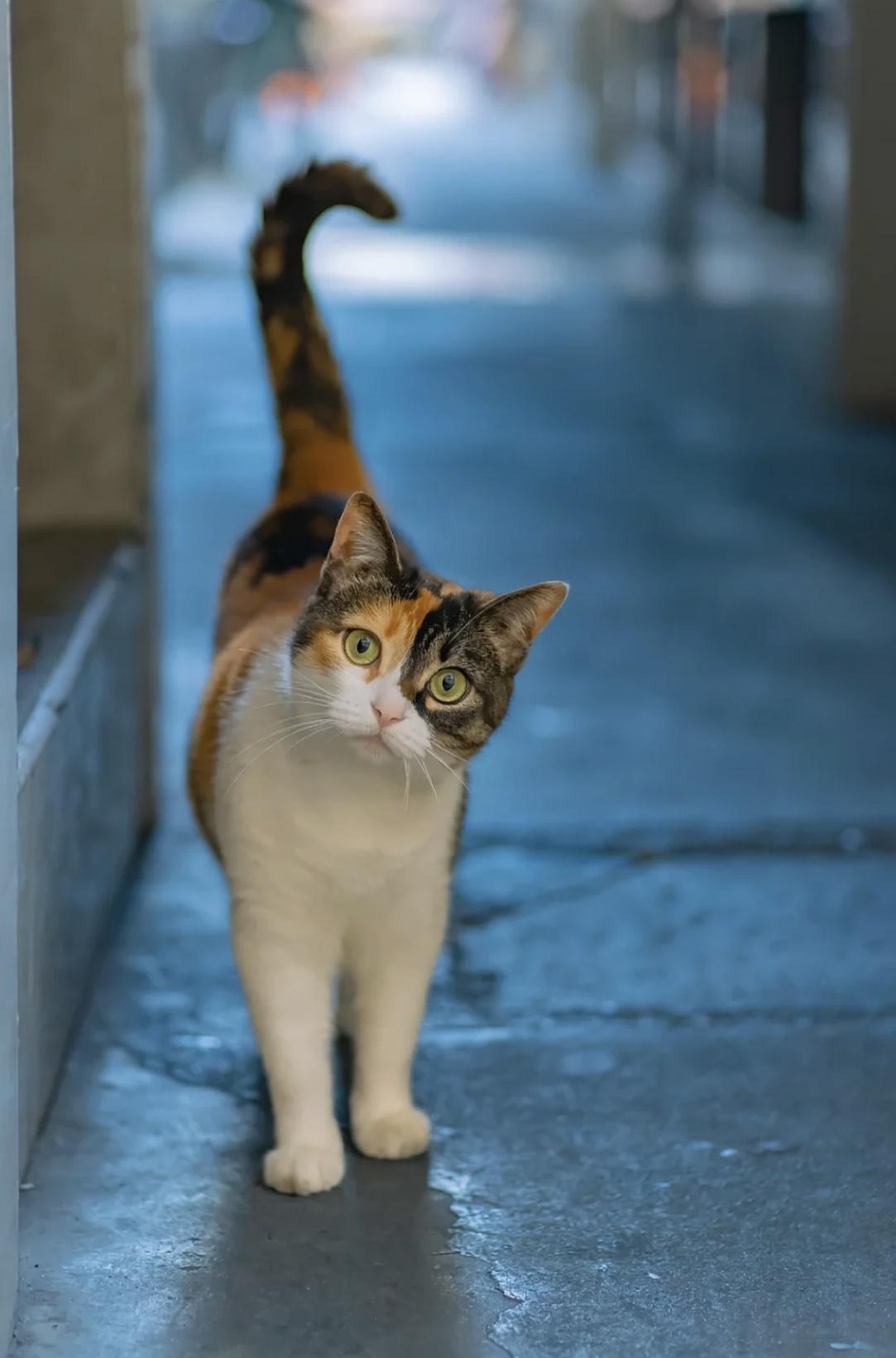 治愈系壁纸｜132张可爱小猫咪的样子